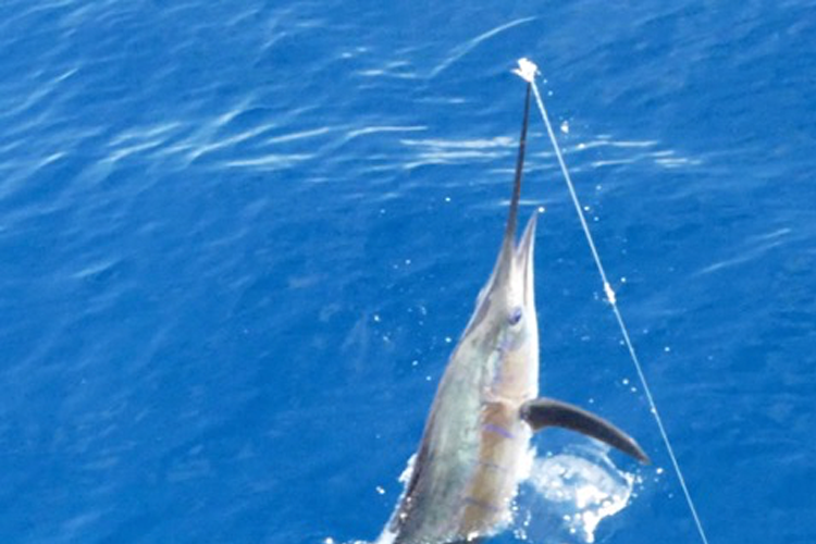 Sailfish hooked in beak