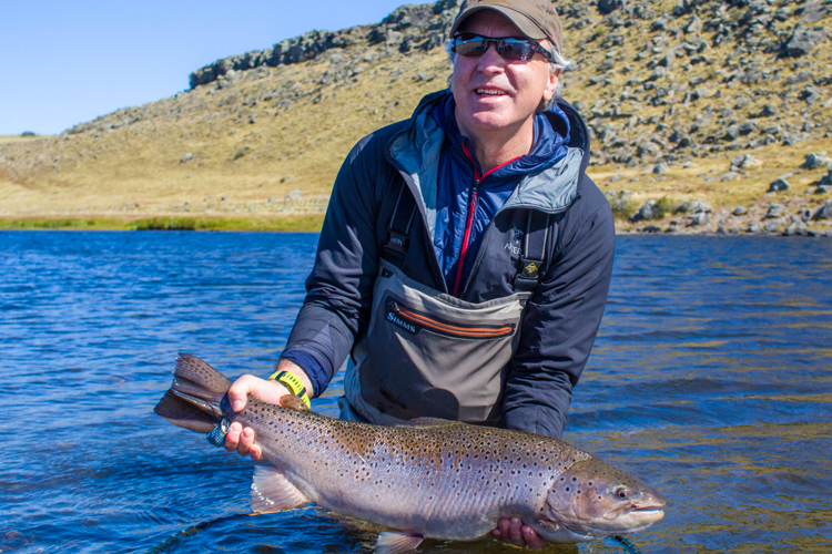 Sea run brown trout