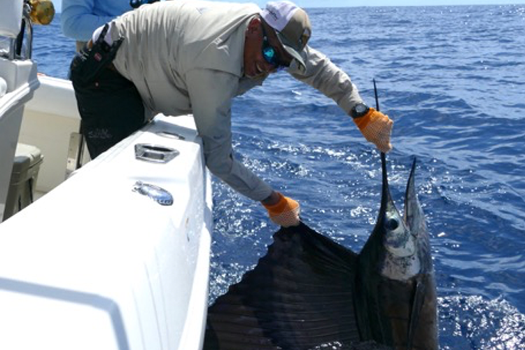 A large sailfish beside the boat