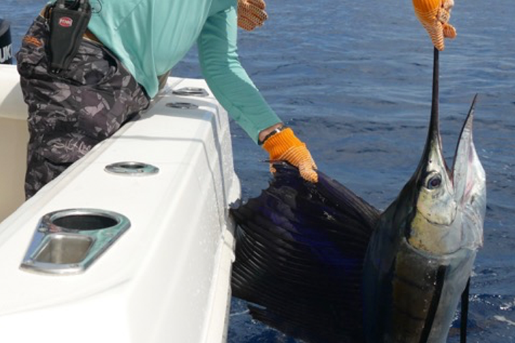 Sailfish beside the boat