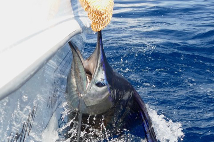 Sailfish beside boat