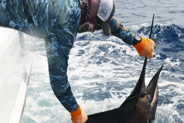 Angler removing hook from sailfish