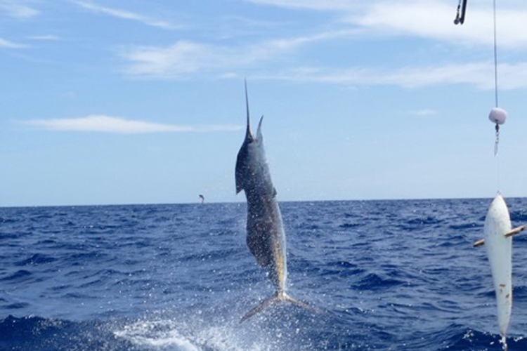 Sailfish jump