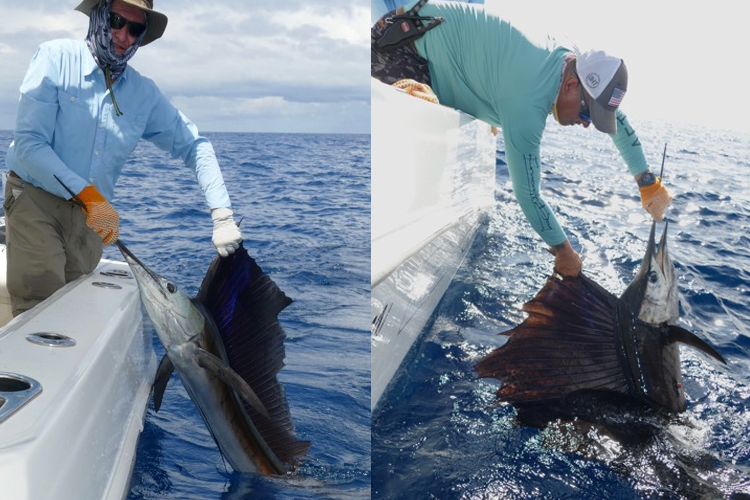 Two sailfish beside the boat