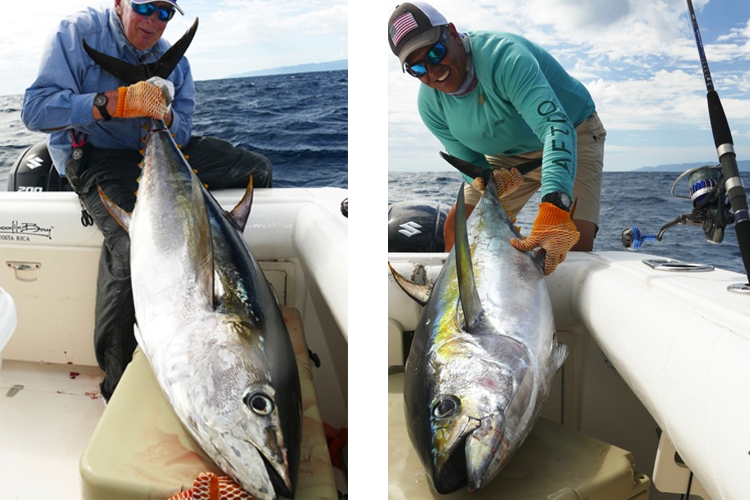 Two large tuna on the boat