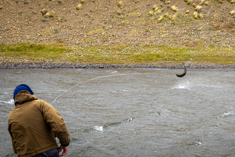 Sea Trout jumping from the water