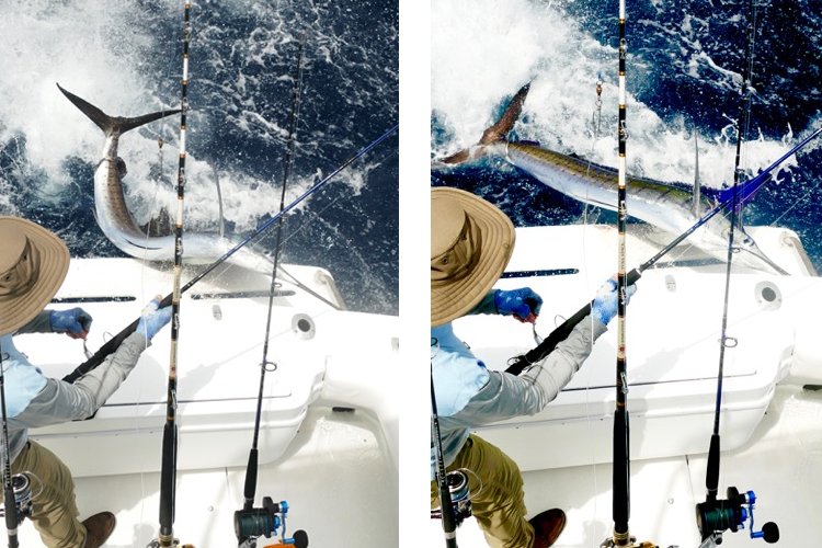 Sailfish jumping in boat