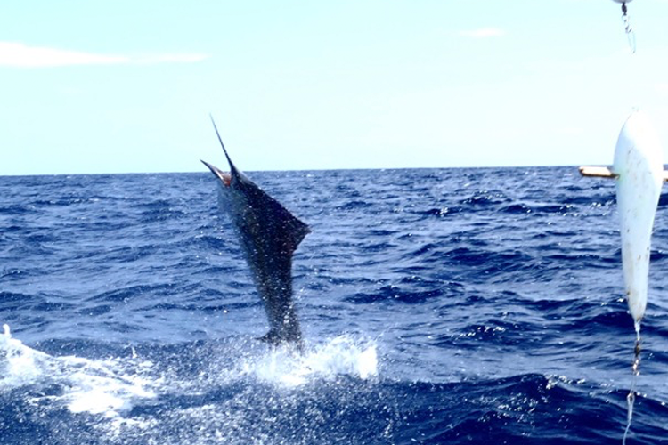 Tail walking Sail Fish