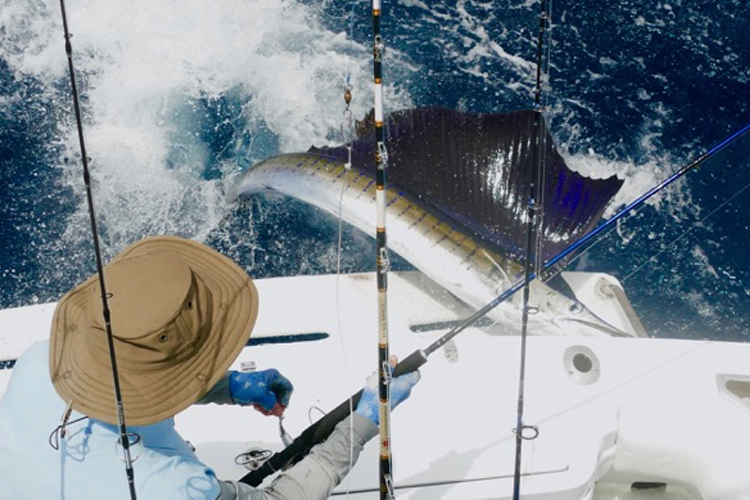 Sailfish mounting the boat