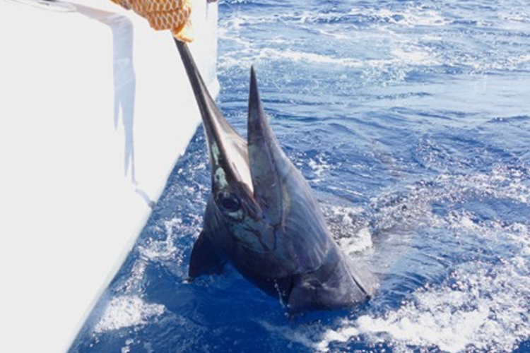 Large Sailfish in the water