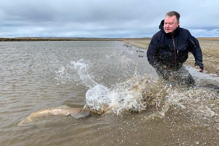 Sea trout released into river