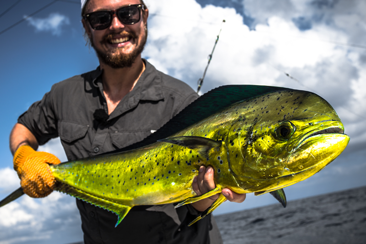 Dorado in crocodile bay