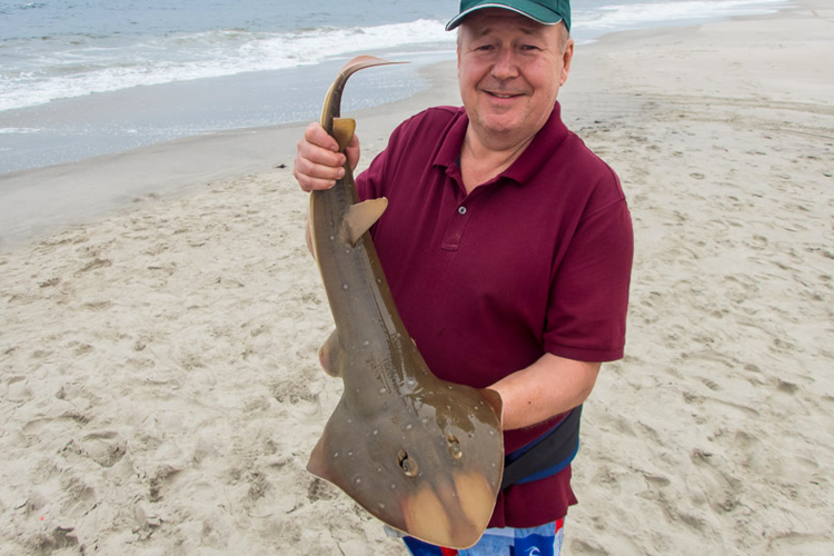 Lesser Sand Shark in Africa