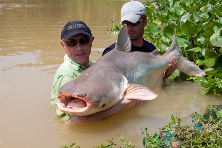 Mekong catfish in Gillhams 