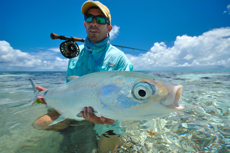 Large Milkfish in the seychelles