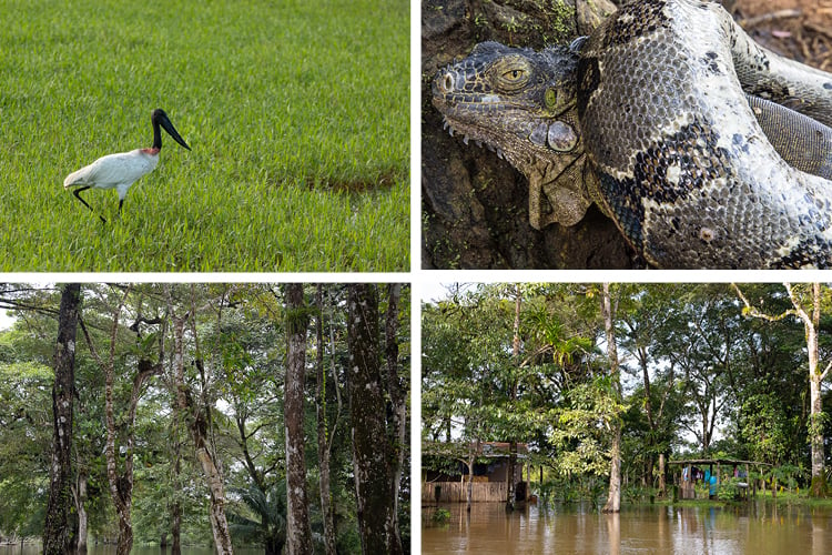 Nature and wildlife in costa rica