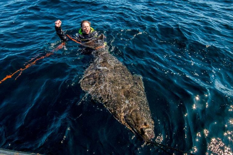 World record halibut caught at competition