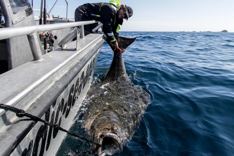 Halibut Competition underway