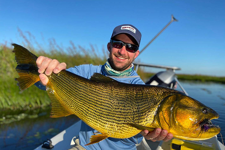 Large Golden Dorado Under Blue Sky