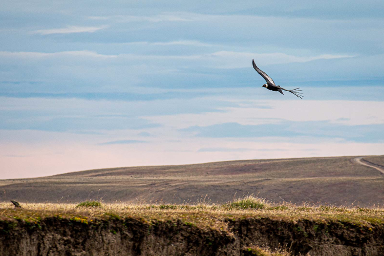 Bird Flying Over Water At Kau Tapen