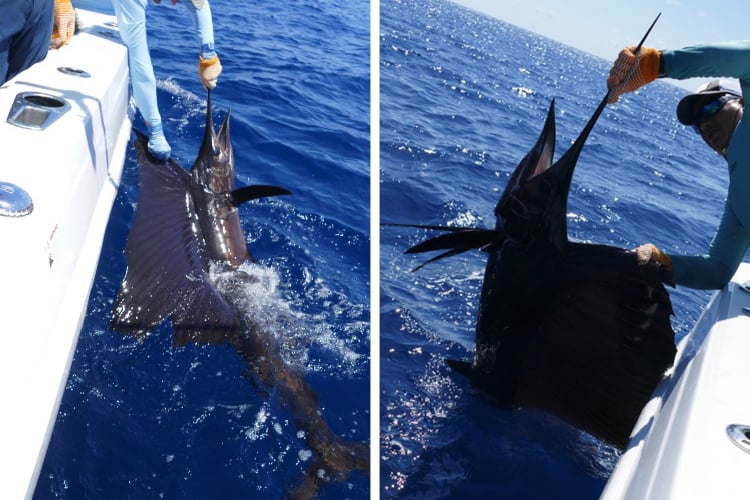 A large sailfish beside the boat