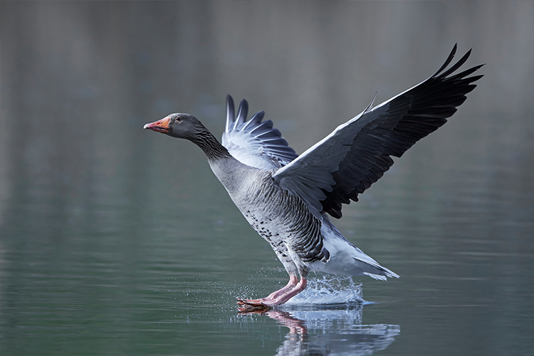 Goose Landing In Water