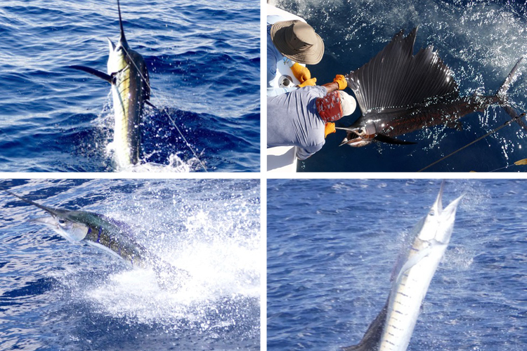 4 large Marlin caught