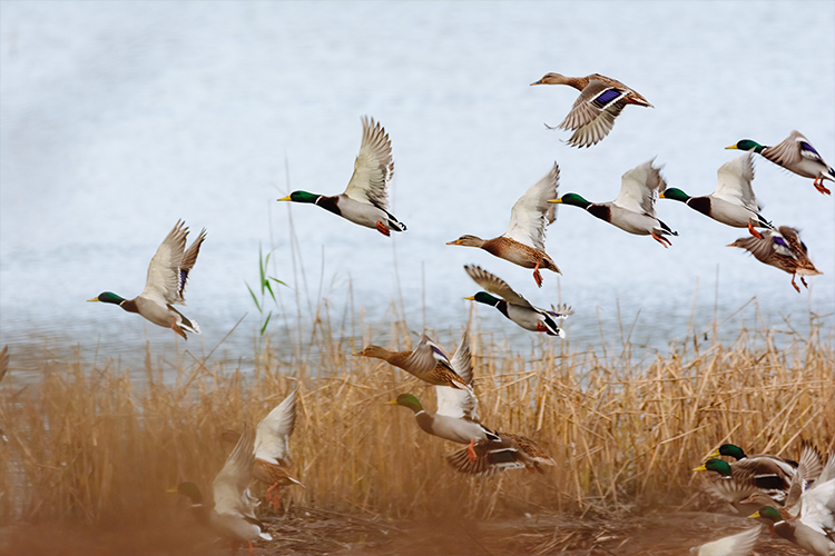 Mallards Taking Flight