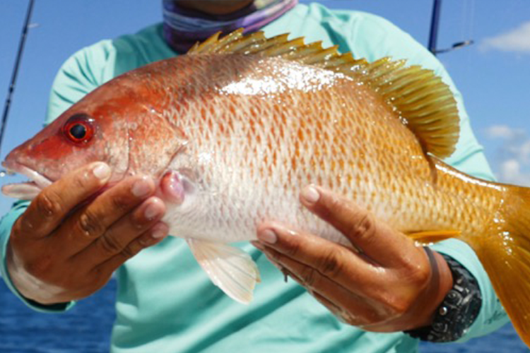 Orange Snapper fish