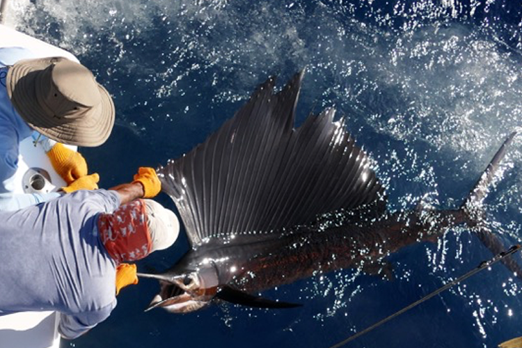 Large Sailfish beside the boat