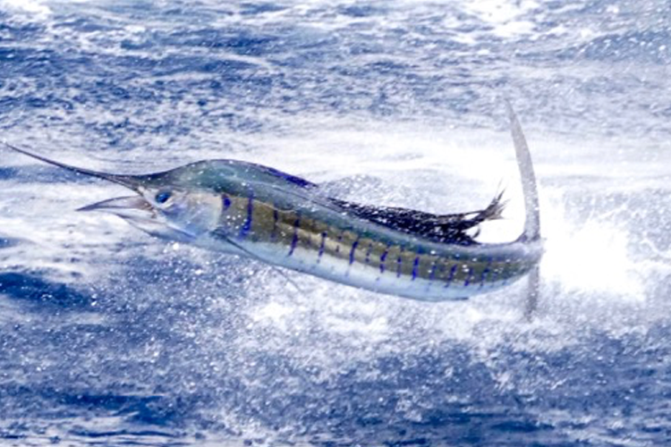 Sailfish Jumping Out Of The Water