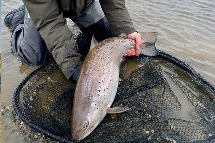 Sea Trout In a landing Net