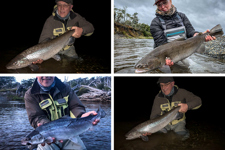 Collection of Sea Trout from the river