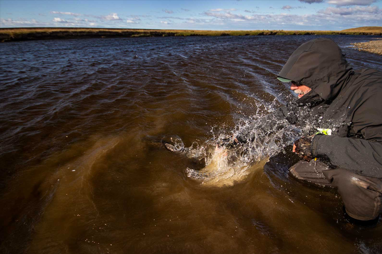 Releasing a Sea Trout back to the water