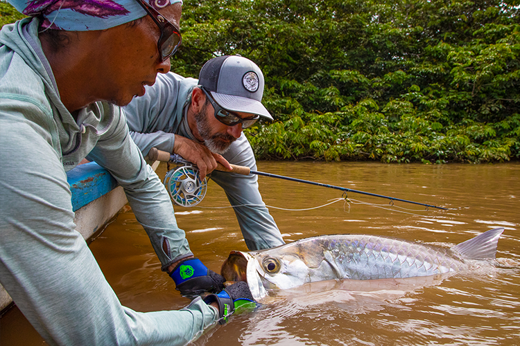 Tarpon In The Water