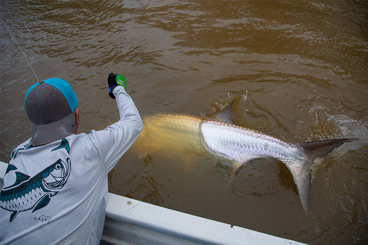 Large Tarpon in the water