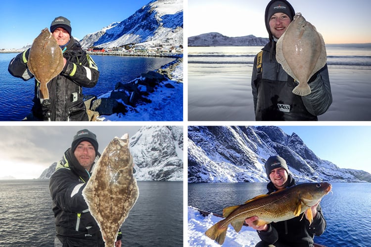 4 Great fish from the Lofoten Islands