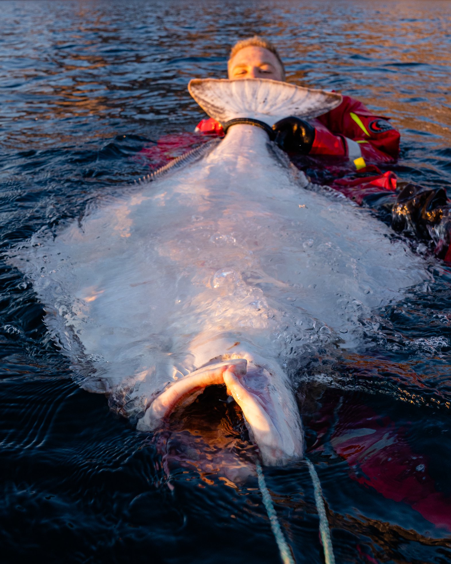 Large Halibut in Norway