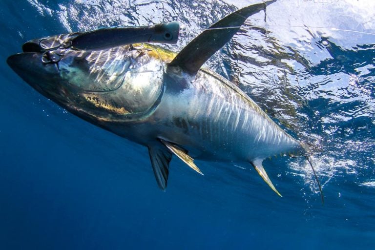 Yellowfin tuna underwater