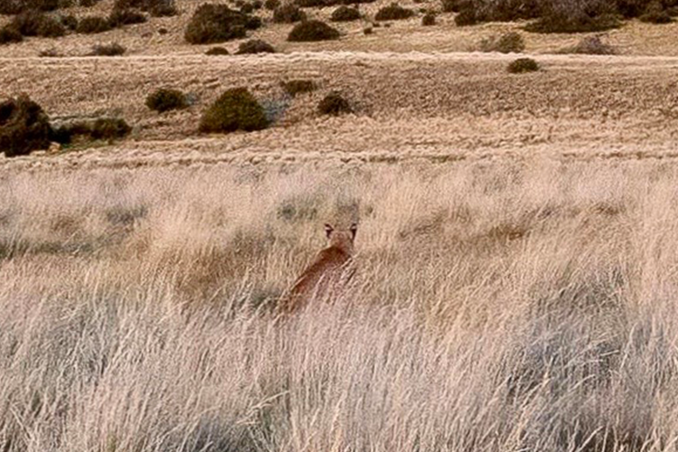 Puma In The Grass in Las butarius