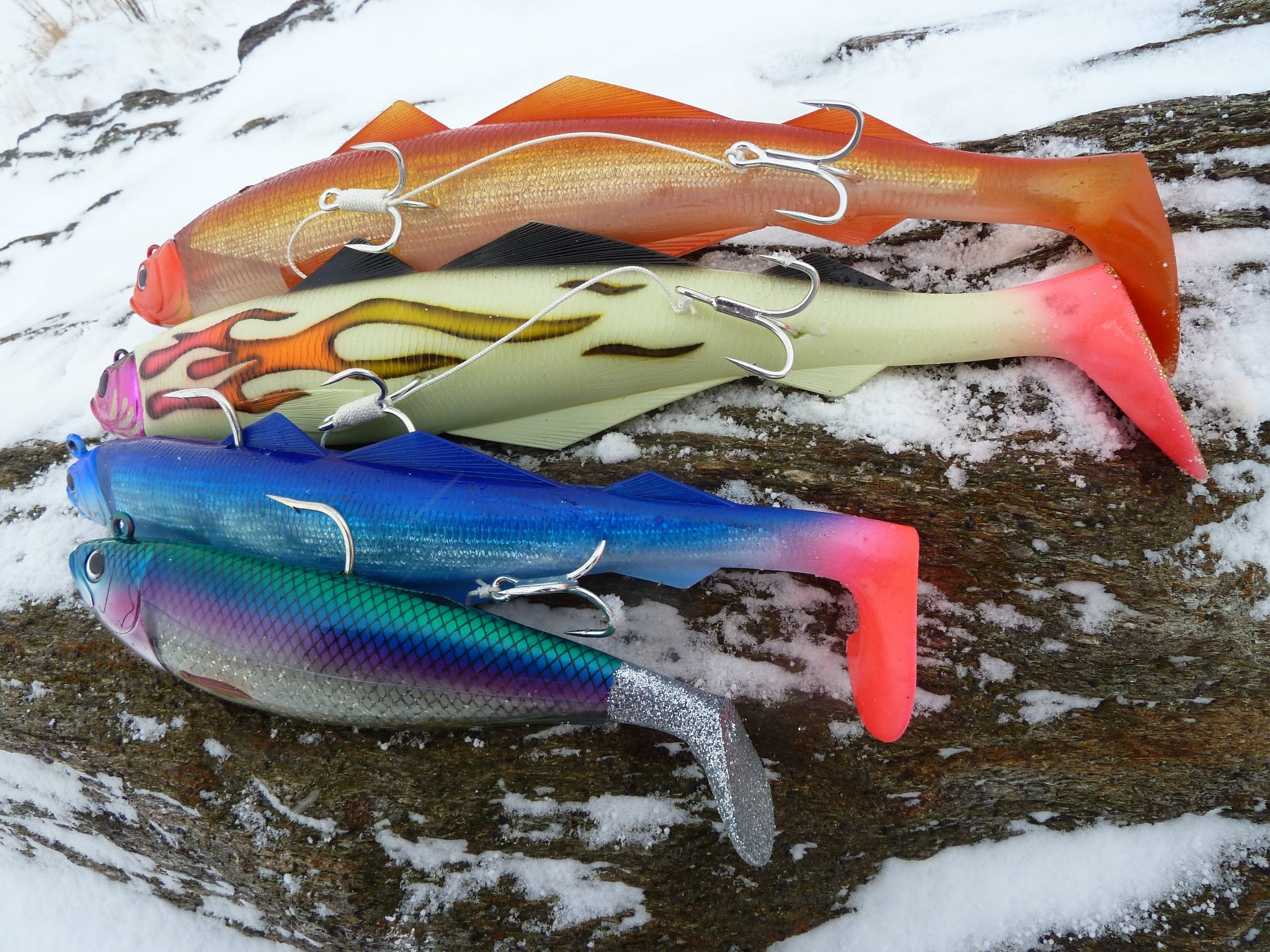 norway shads