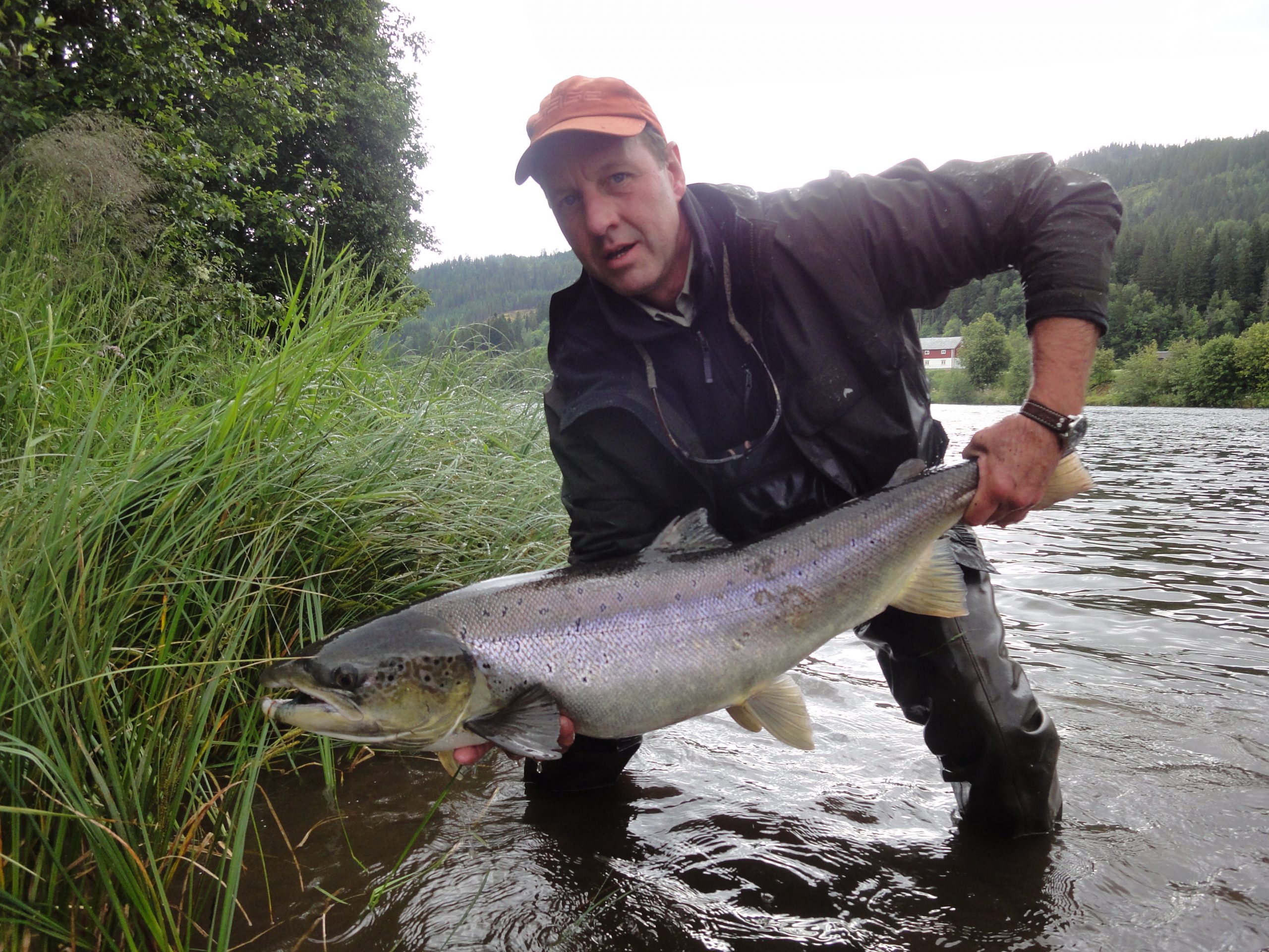 norway Salmon