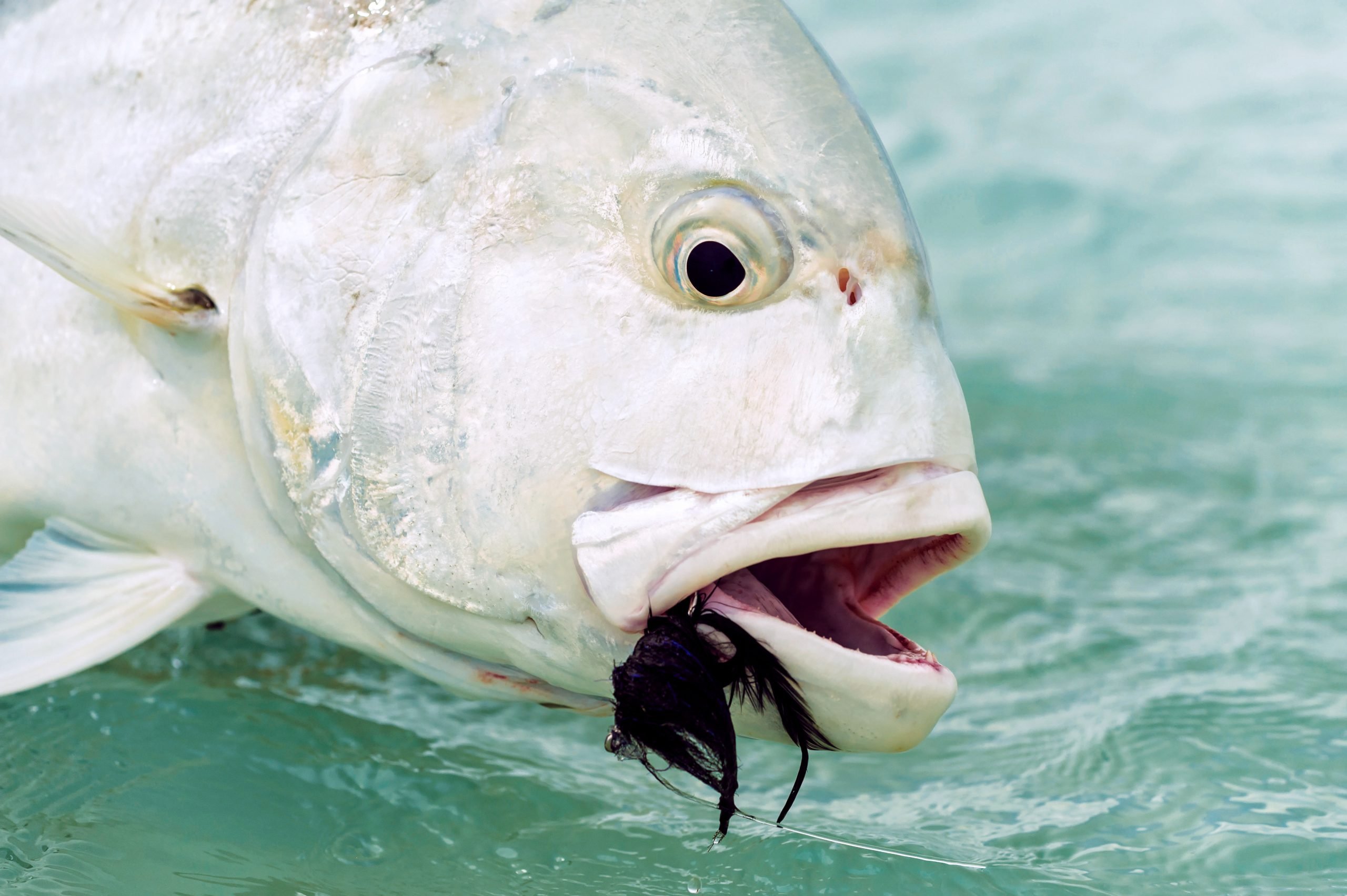 how to catch Giant Trevally on the fly