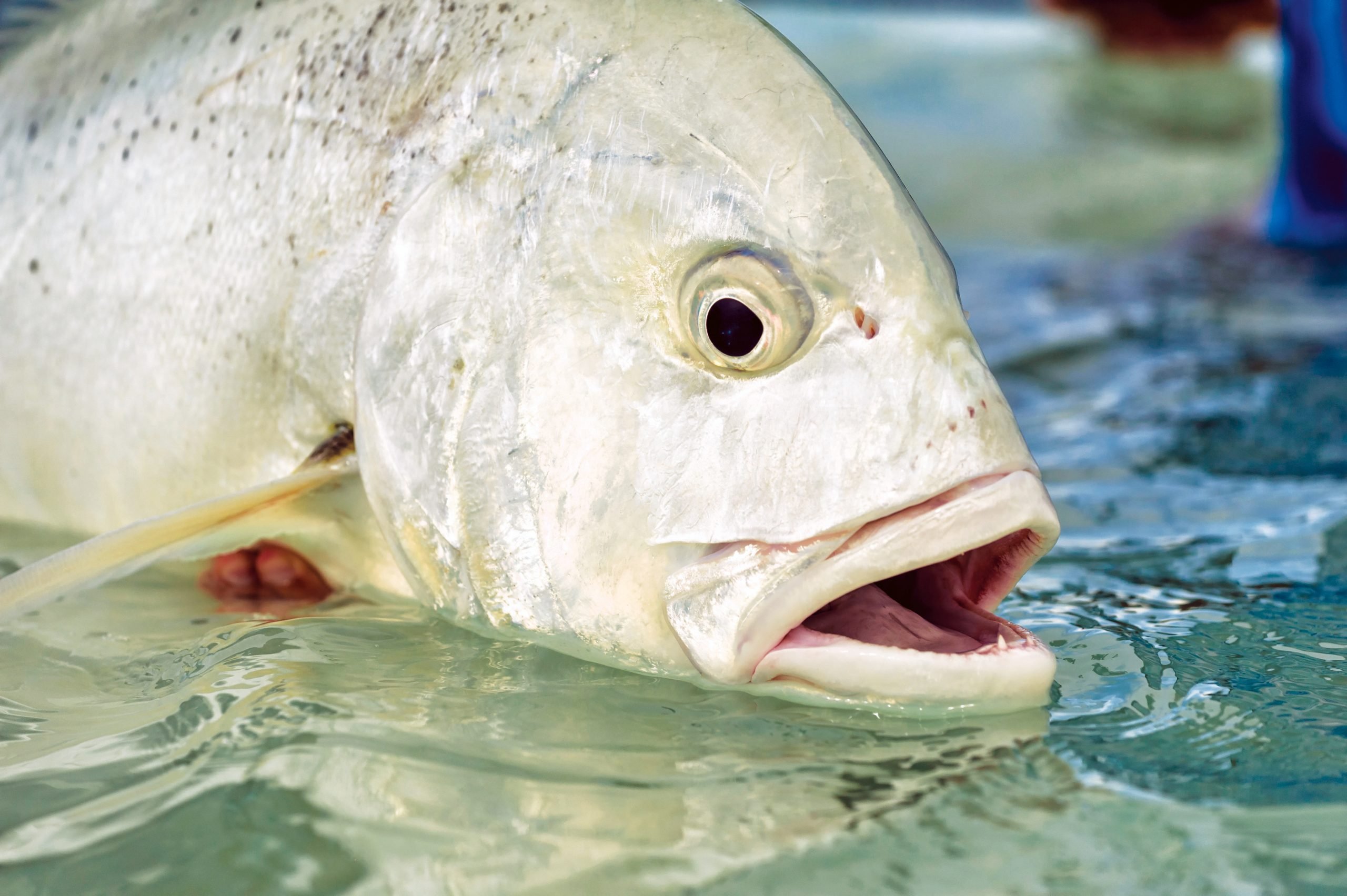 how to catch giant trevally