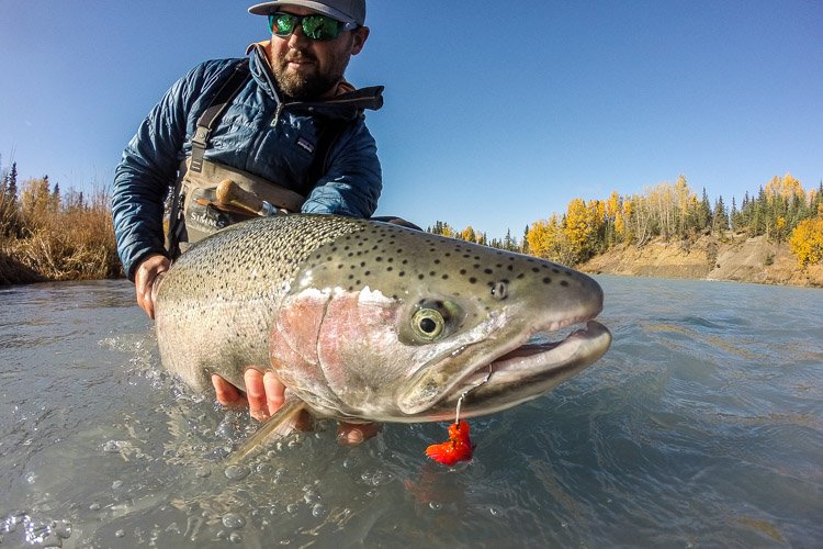 Species Spotlight: Steelhead Trout