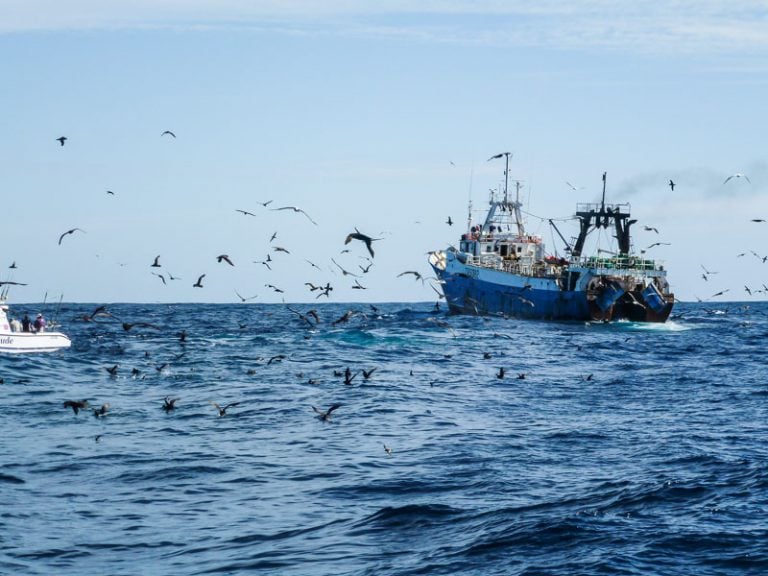 Big Game Fisherman attracting birds