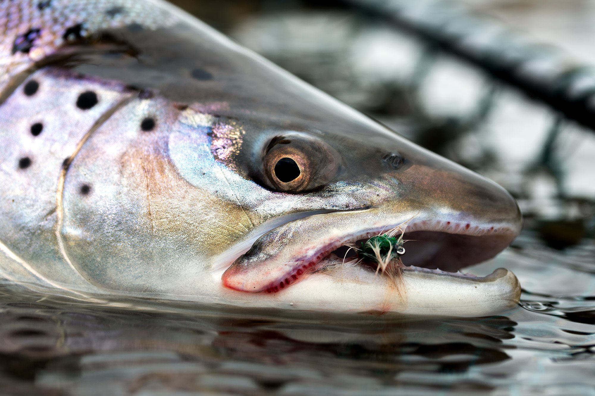 where to catch sea trout