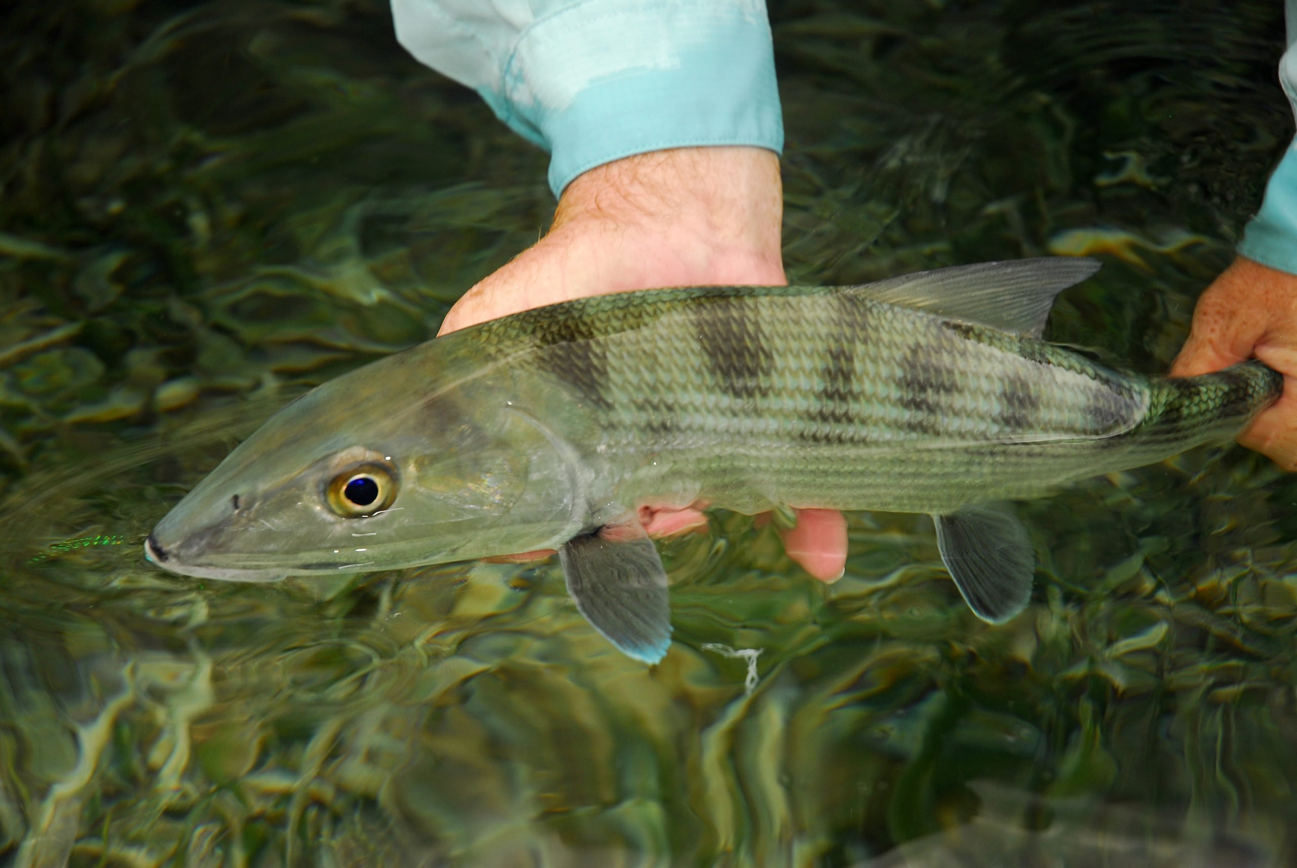 Everything you need to know about catching Bonefish