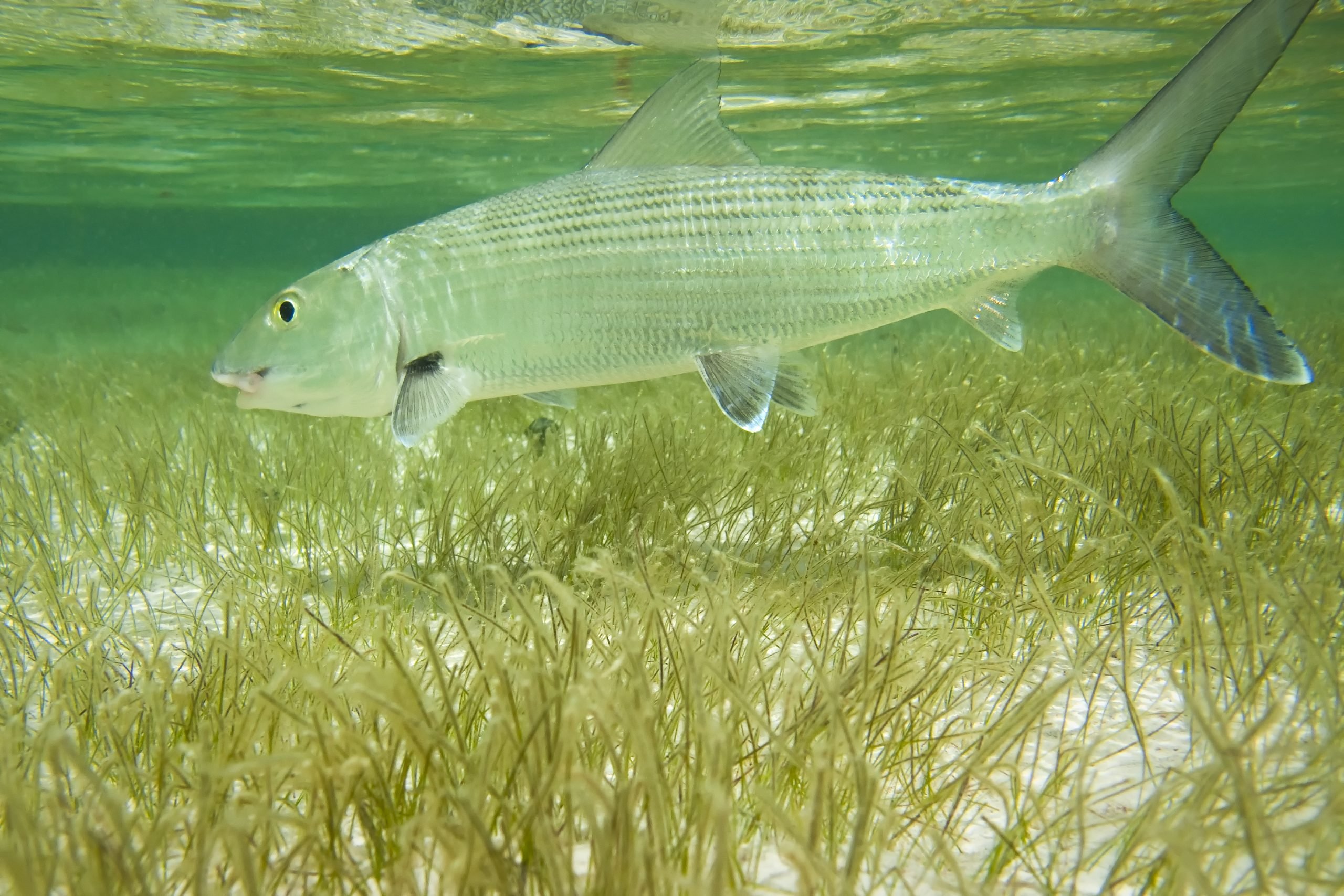 Bonefish Tips