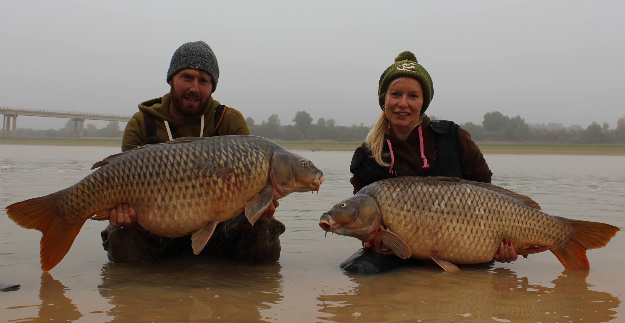 Pair of common carp